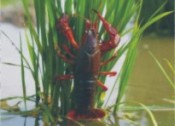 常見水質(zhì)底質(zhì)及應(yīng)激問(wèn)題一